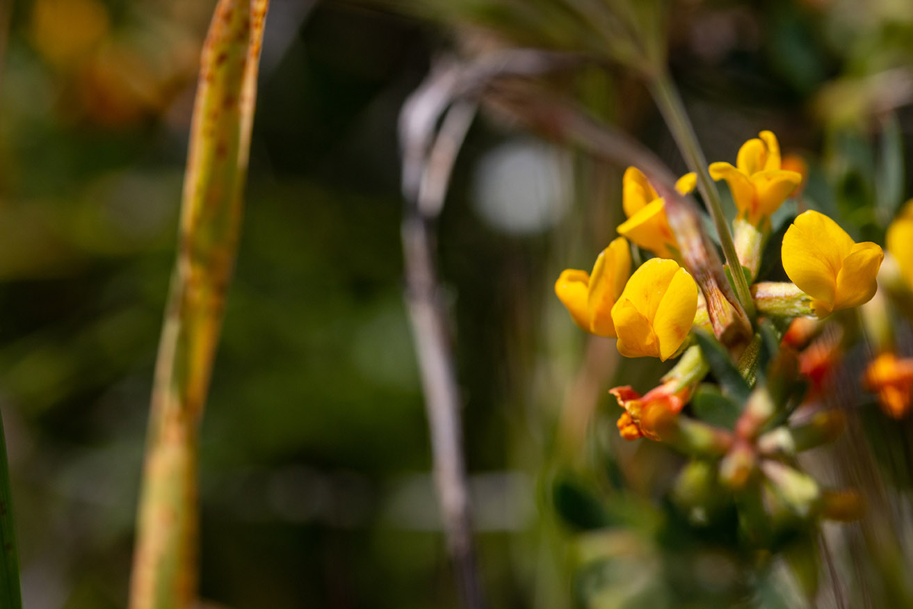 Deervetch