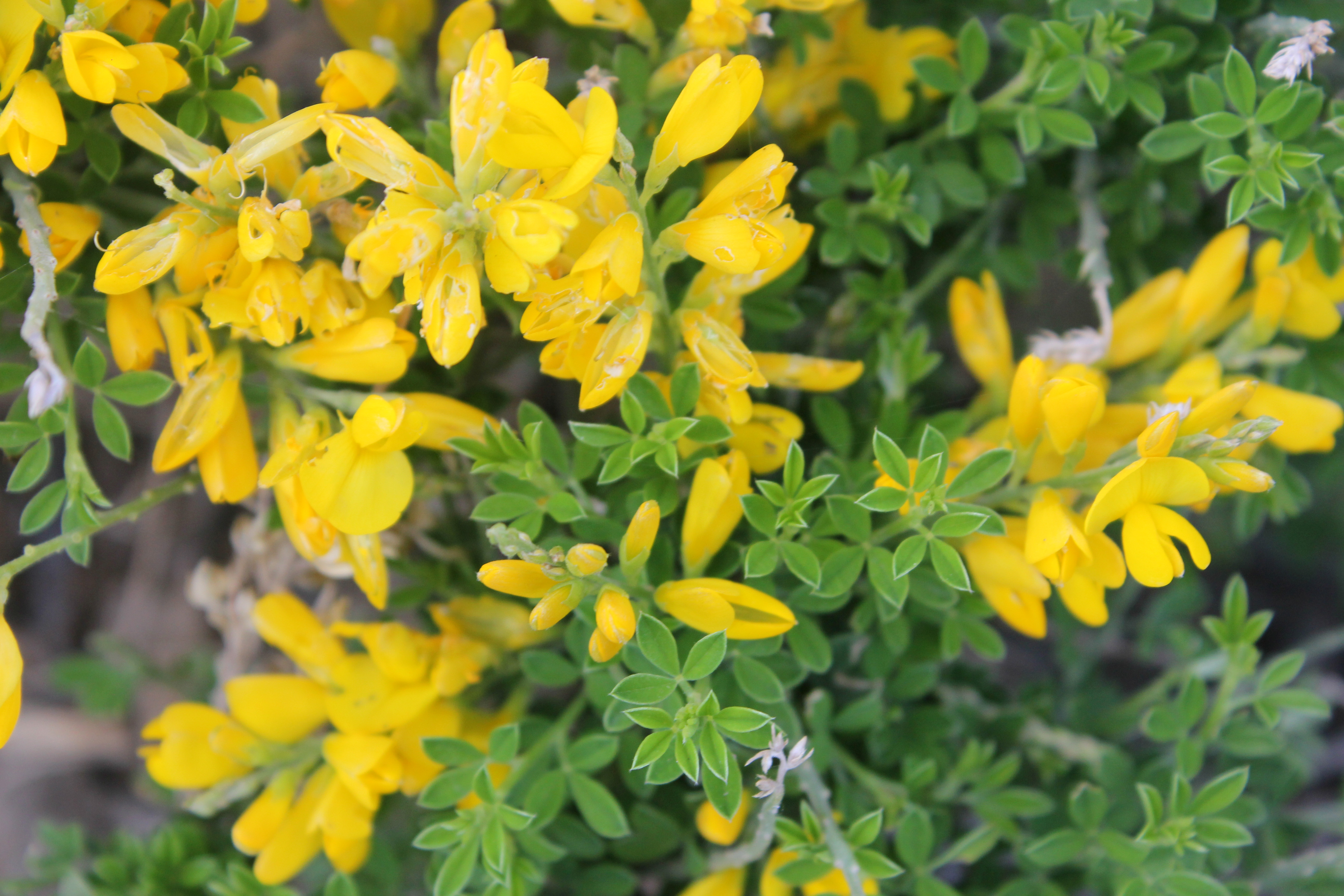 Deerweed