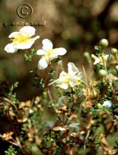 Desert bitterbrush