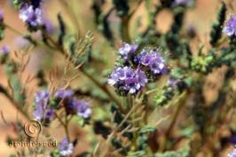 Desert bluebells