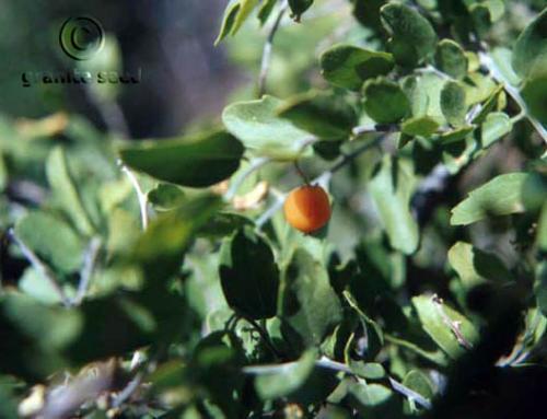 Desert hackberry