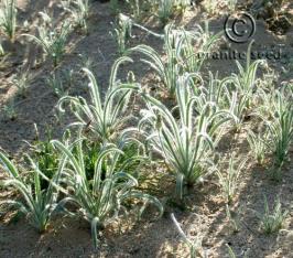 Desert indian wheat