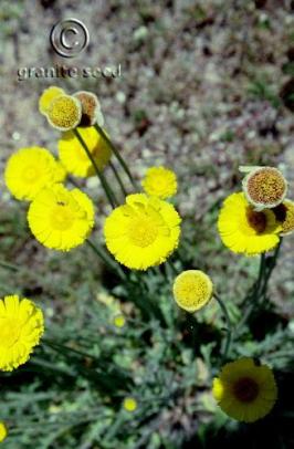 Desert marigold