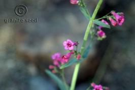 Desert Penstemon