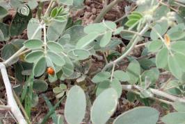 Desert senna
