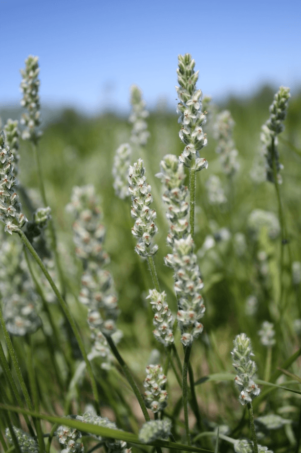 Dot-seed plantain