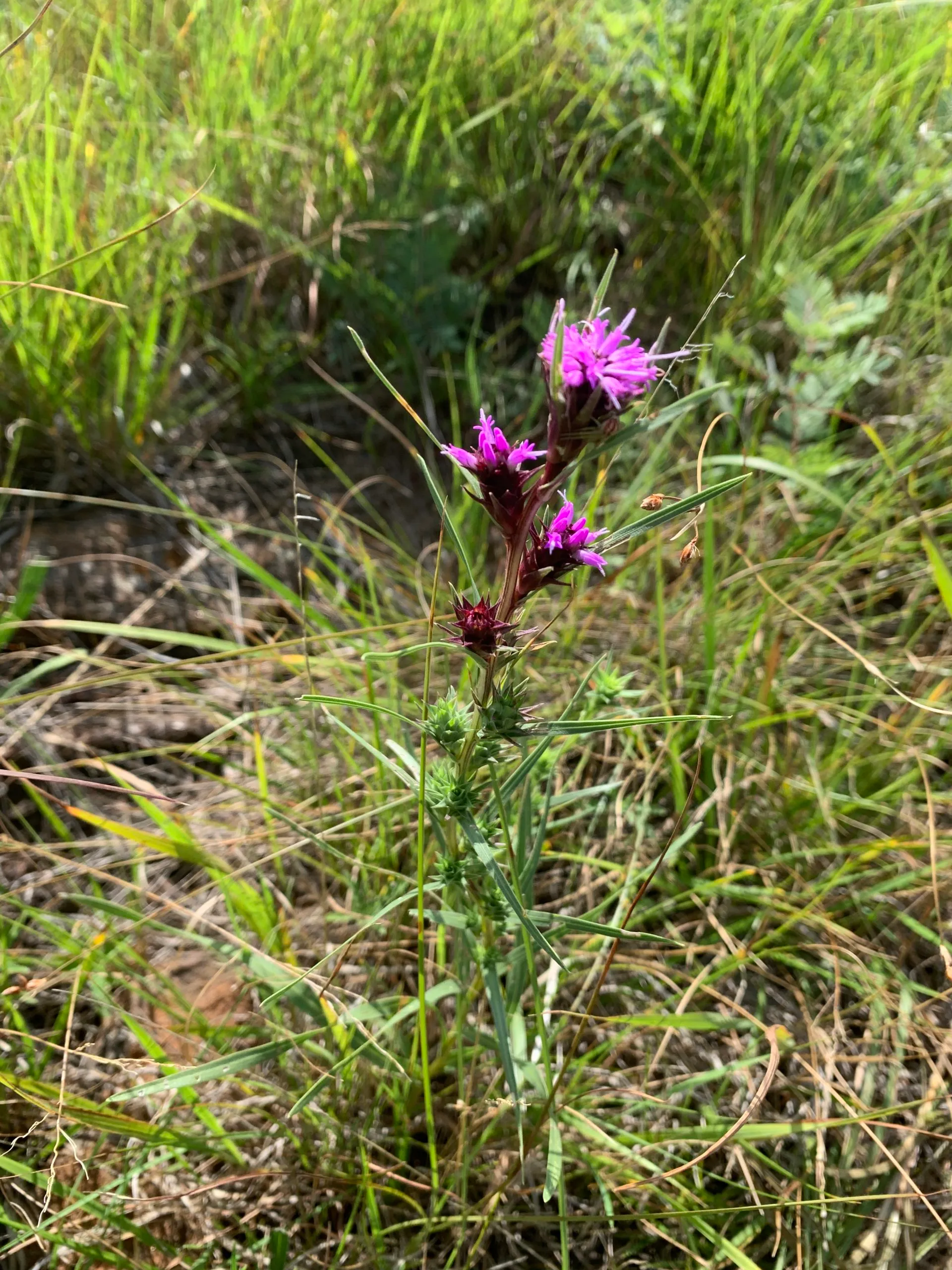 Dotted gayfeather
