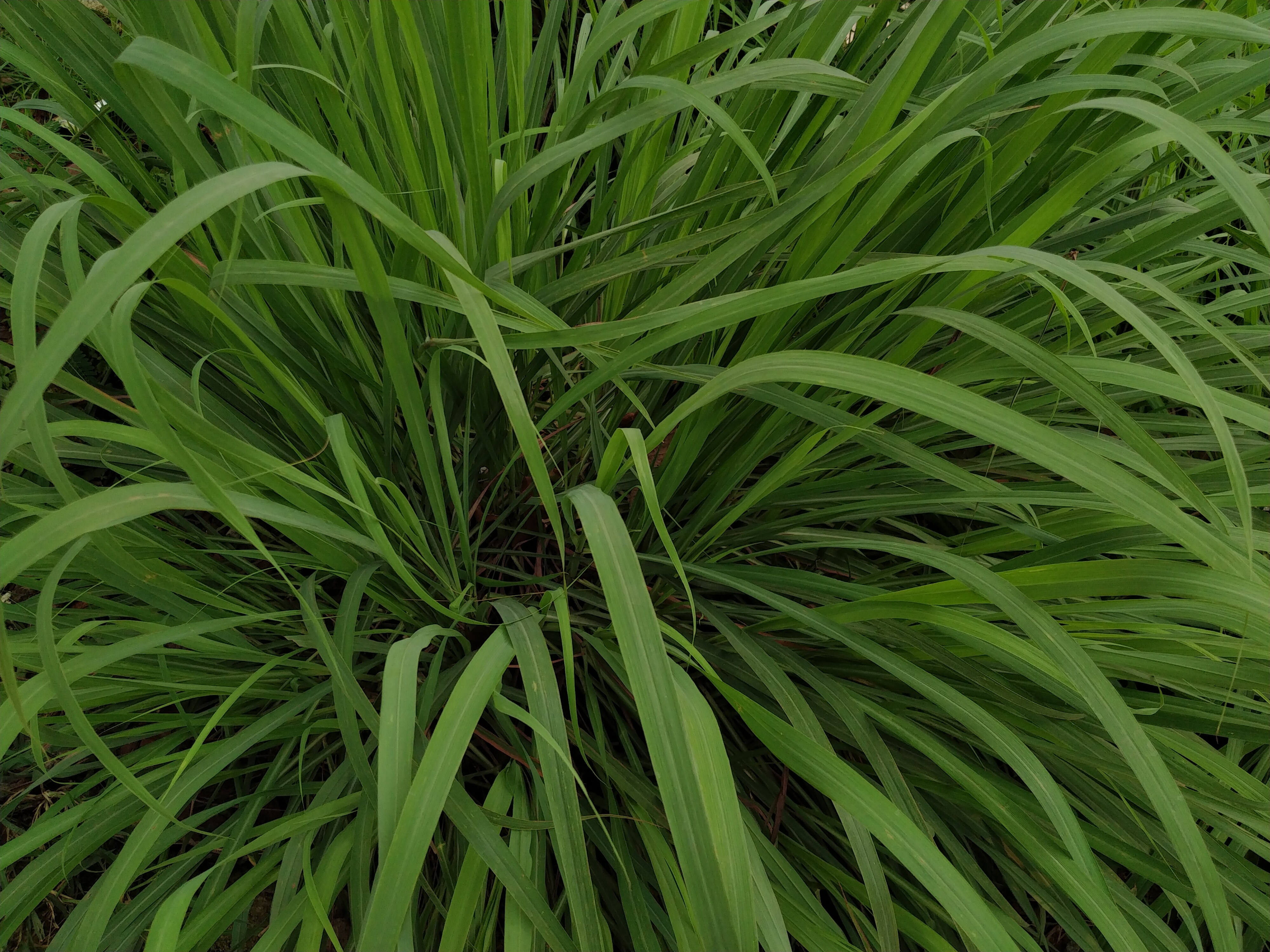 Eastern gamagrass