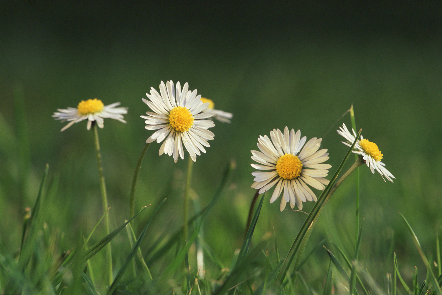 English lawn daisy