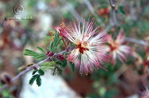 Fairy-duster