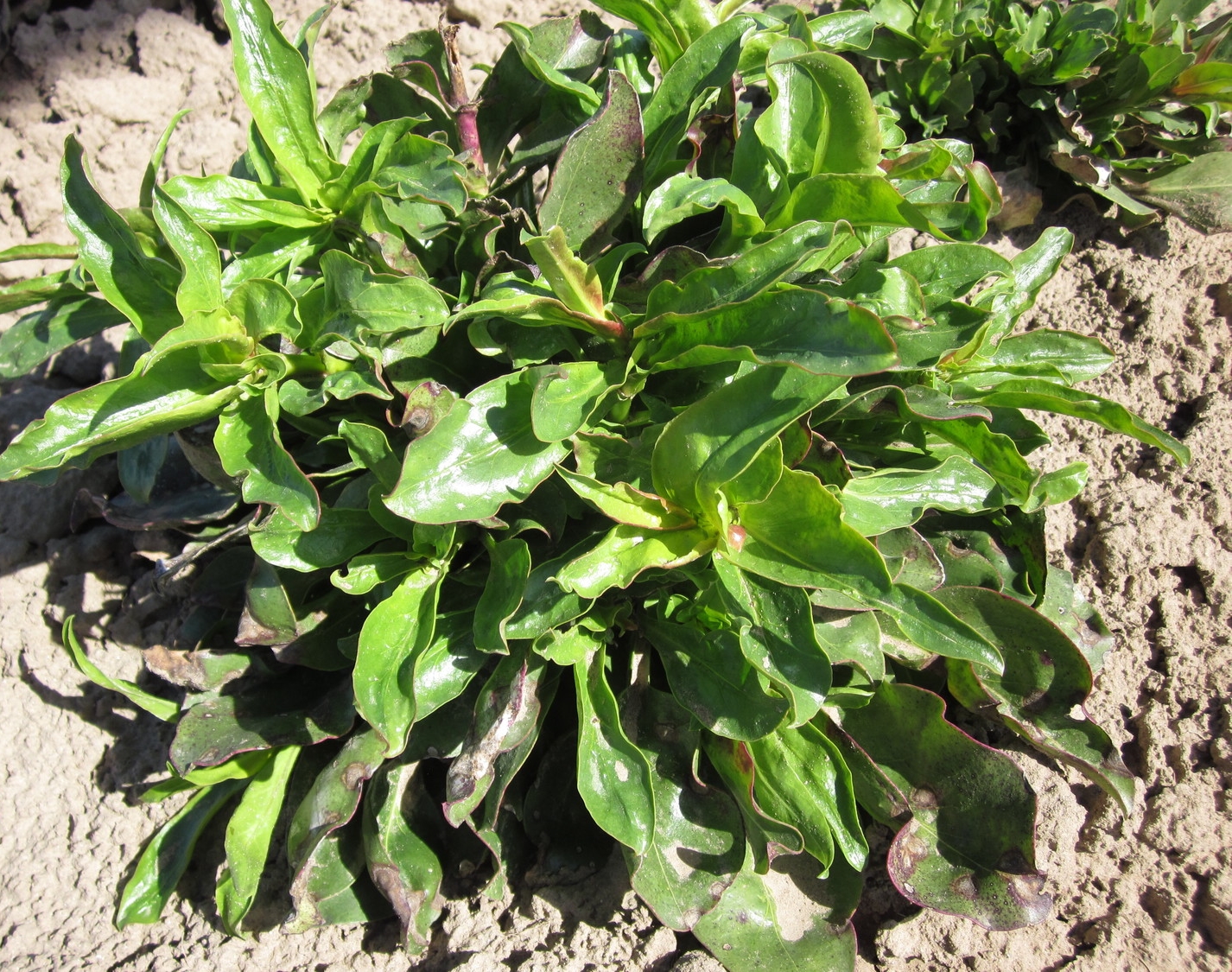 Firecracker penstemon