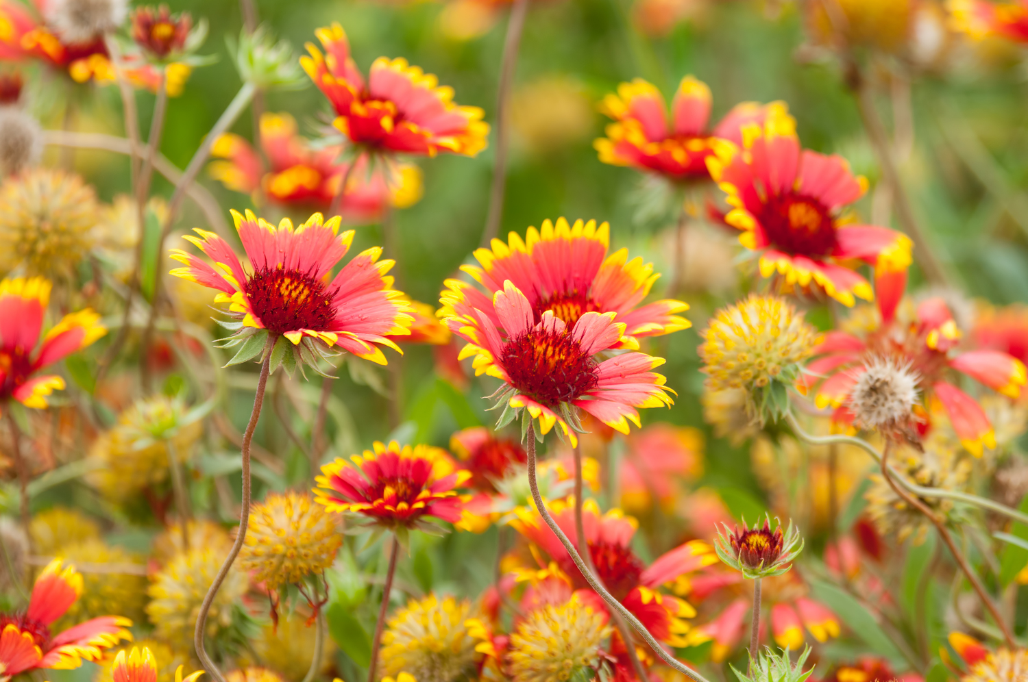 Firewheel