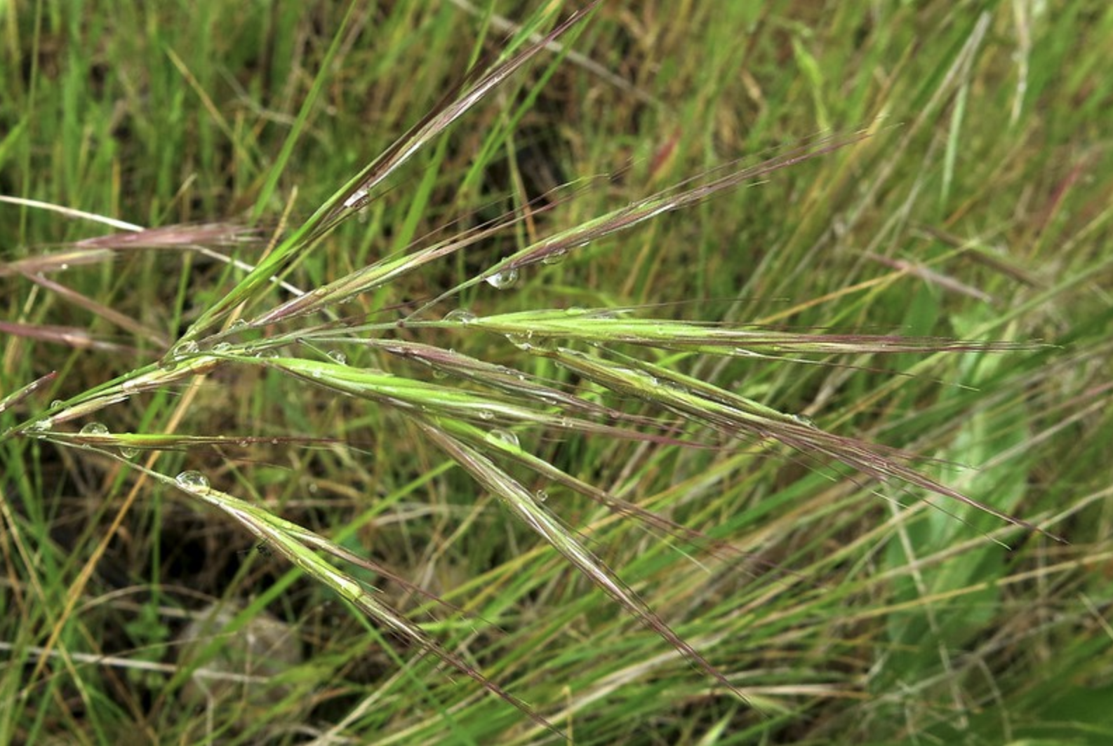 Foothill Needlegrass