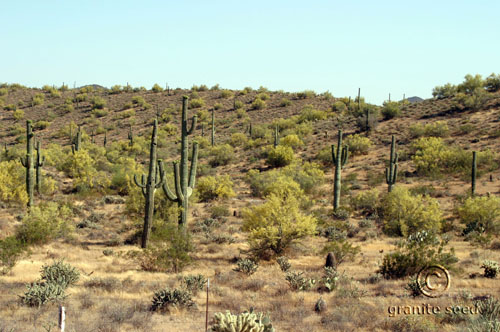 Foothills palo verde