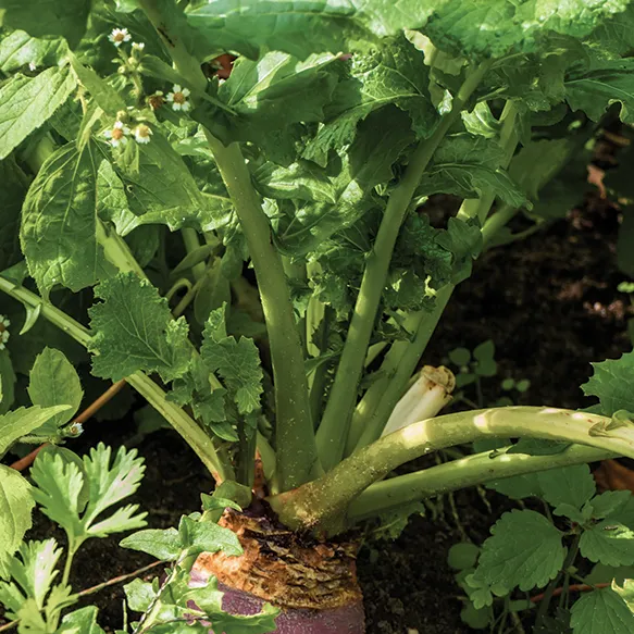 Forage turnip