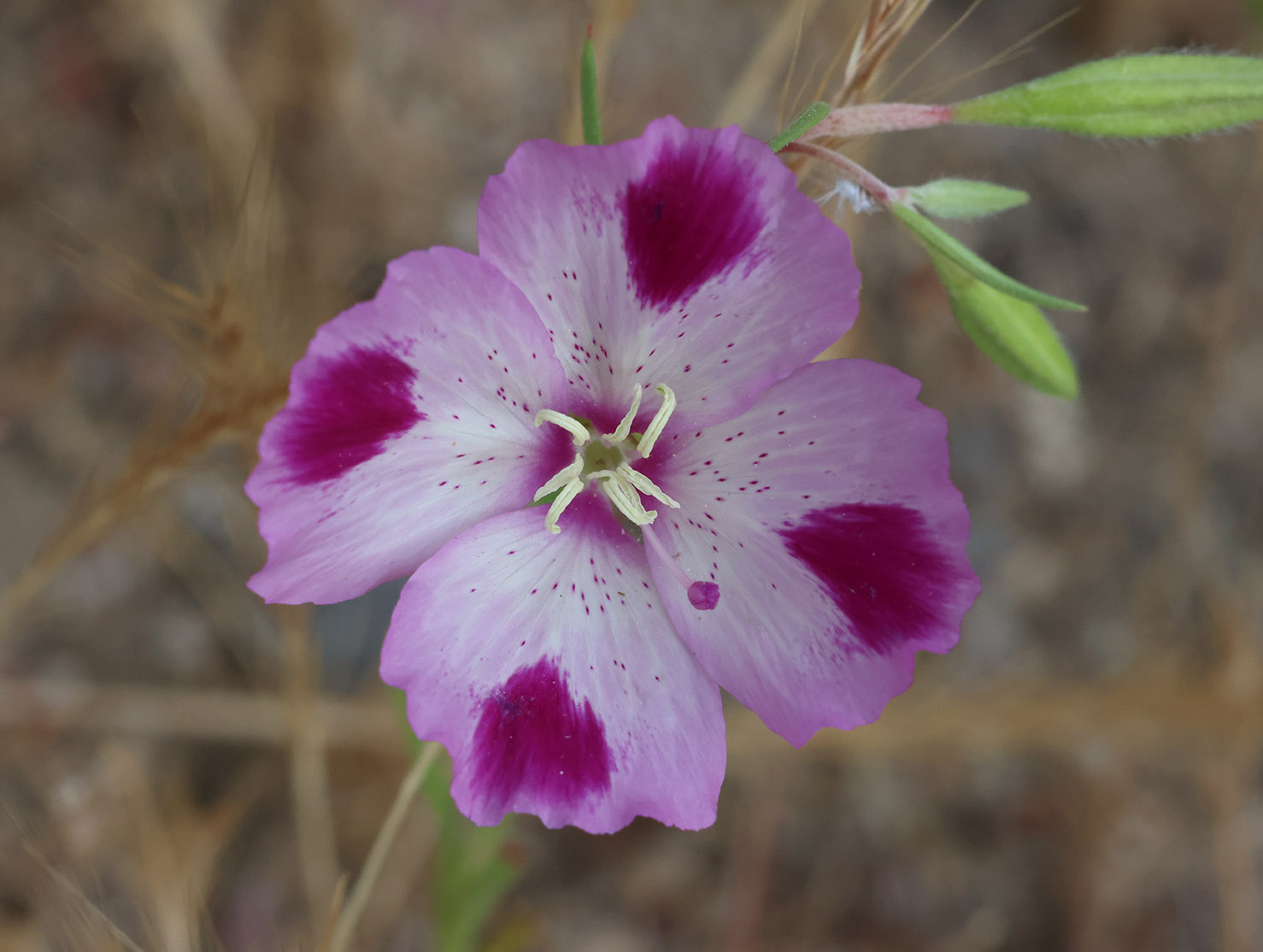 Fort Miller Clarkia