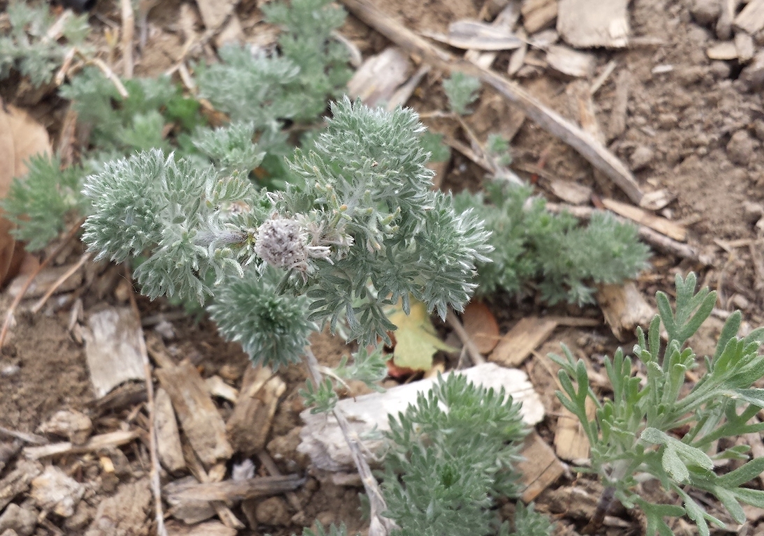 Fringed sagebrush