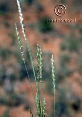 Galleta grass