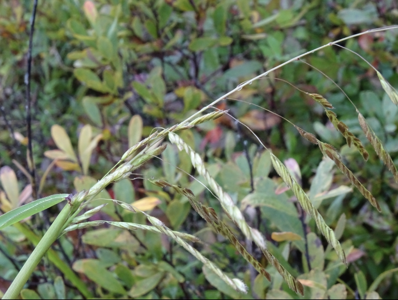 Rice Cut Grass