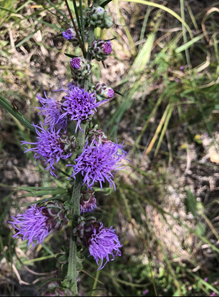 Rough Blazingstar