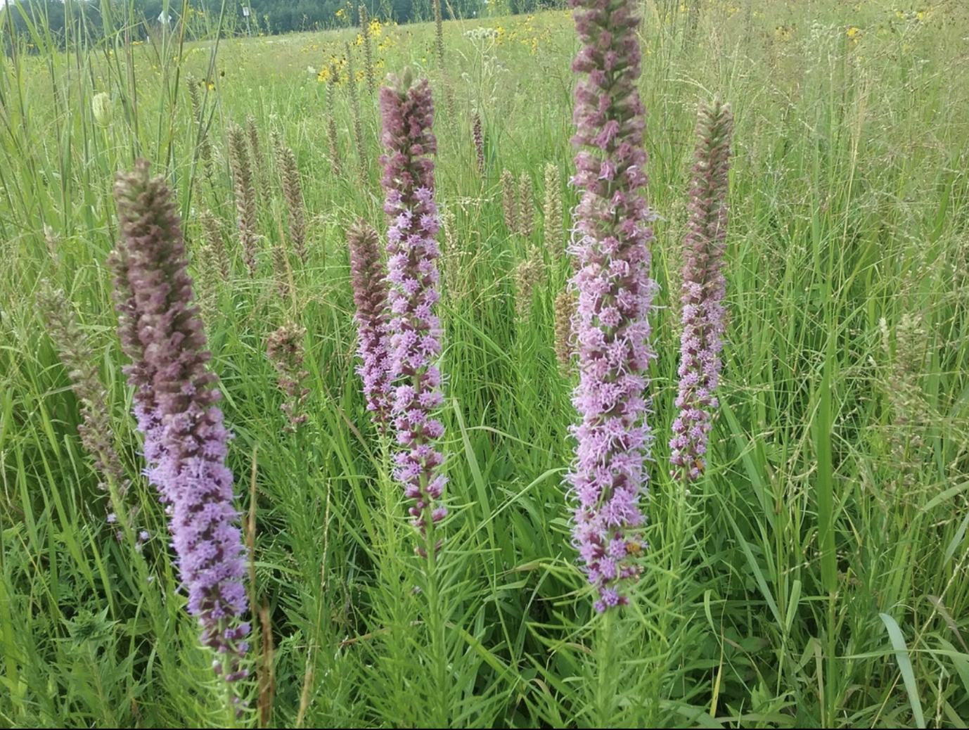 Dense Blazing Star
