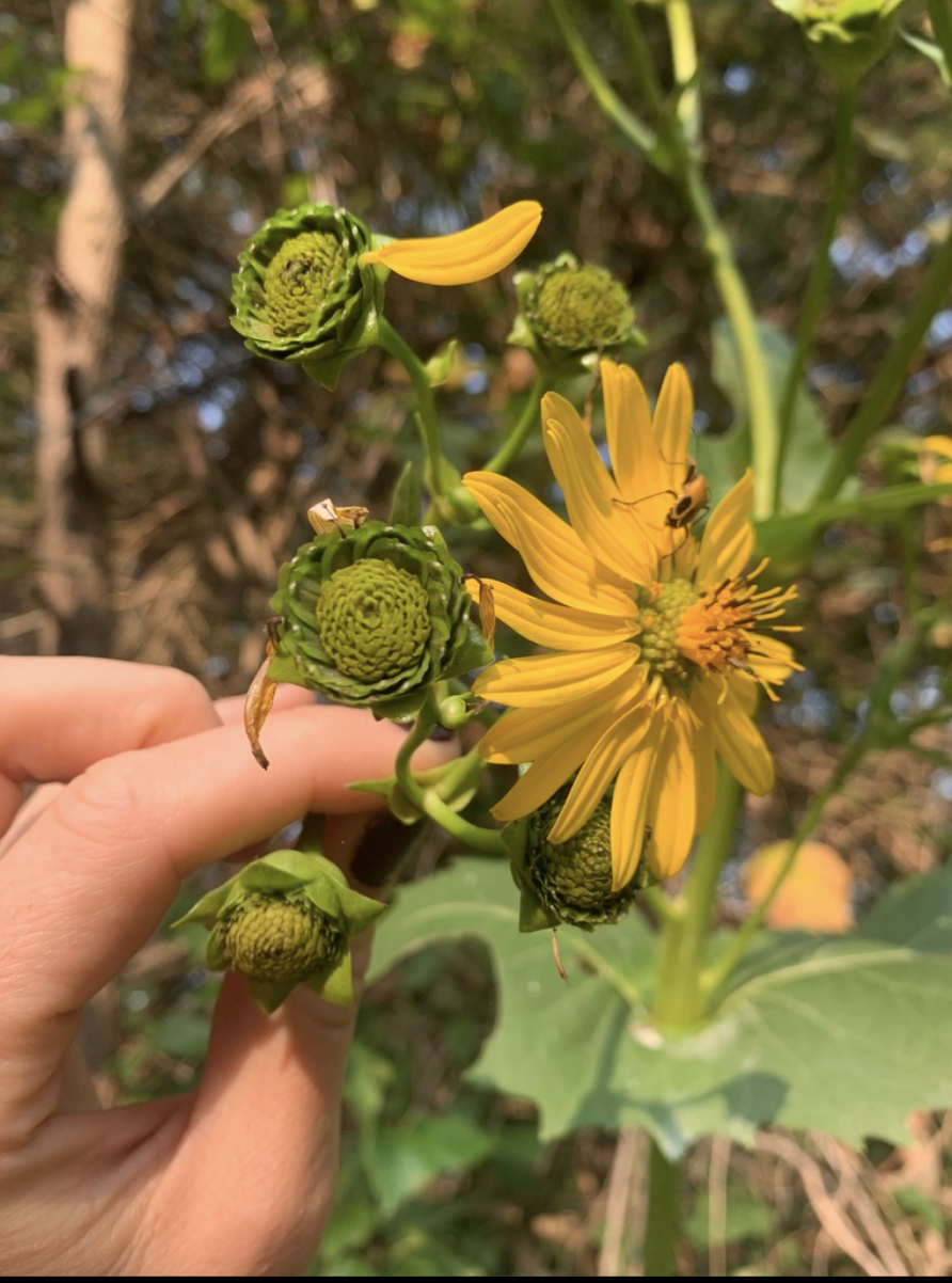 Cup Plant
