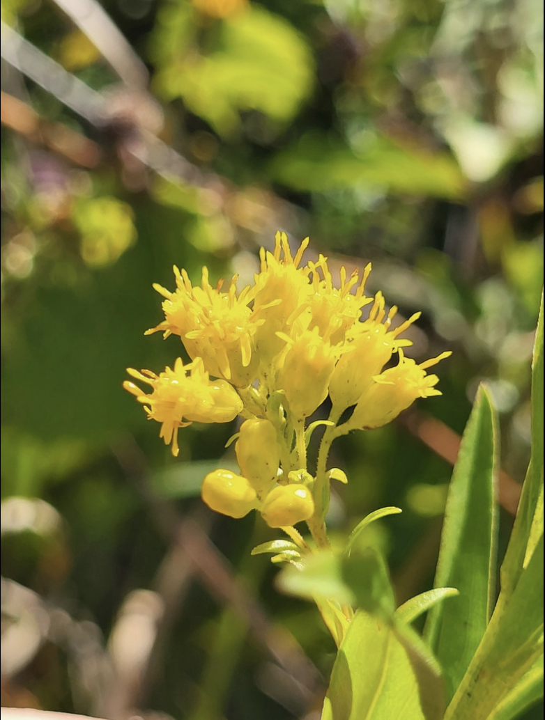 Goldenrod, Riddell