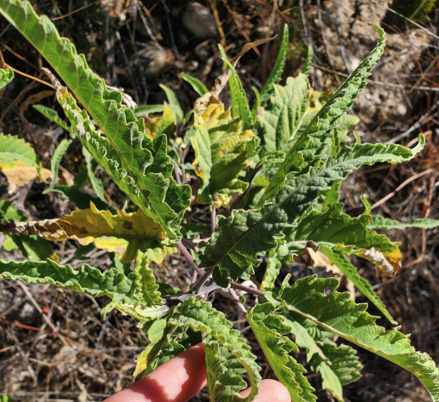 Giant bursage