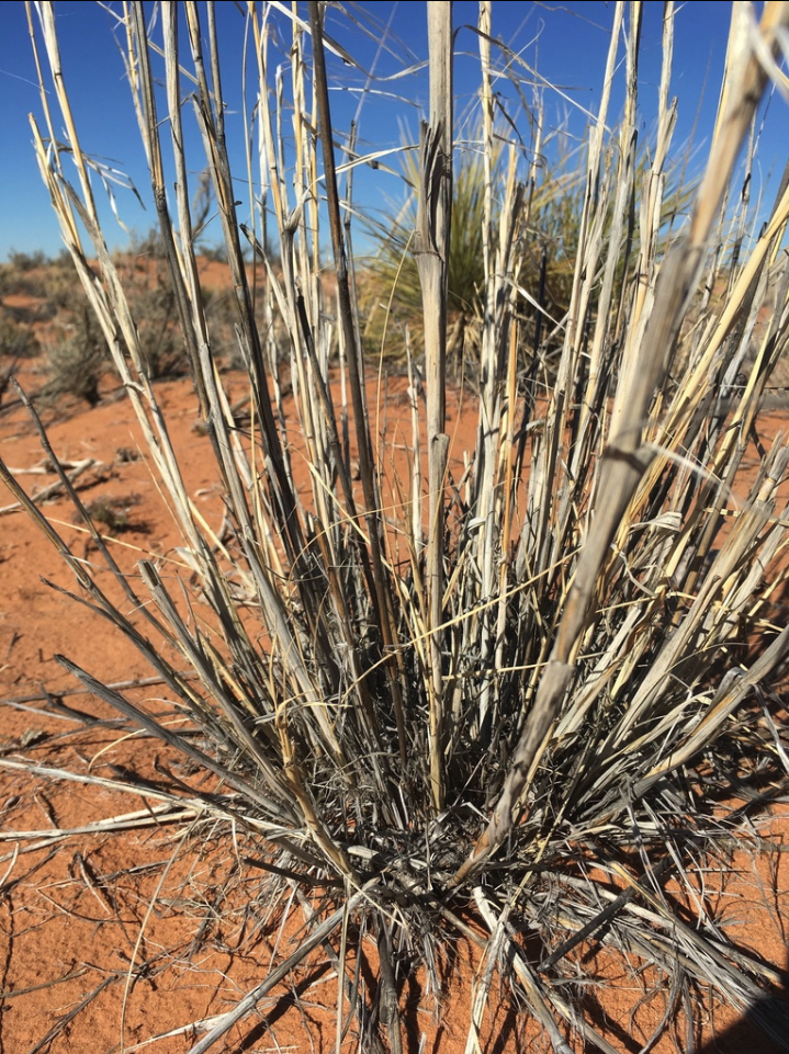 Giant dropseed