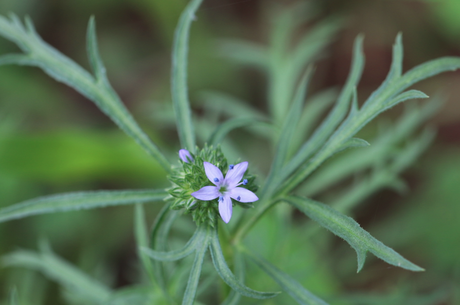 Globe gilia