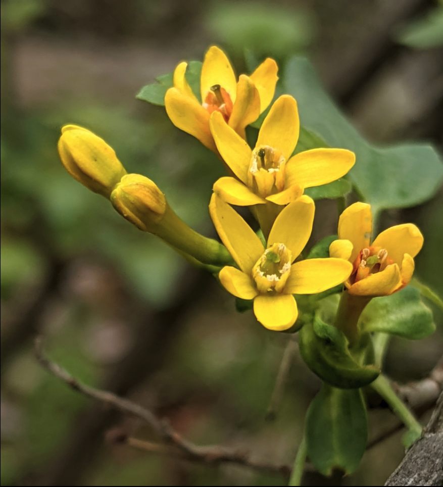 Golden currant