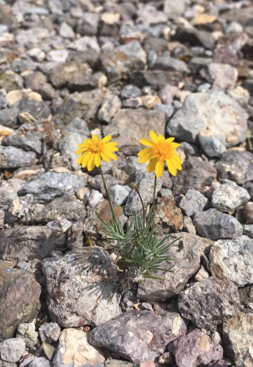 Golden dyssodia
