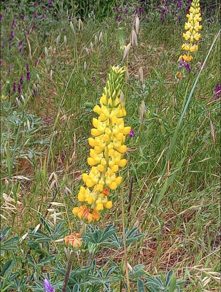 Golden Whitewhorl lupine