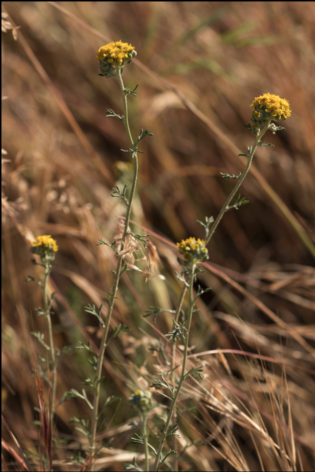 Golden yarrow
