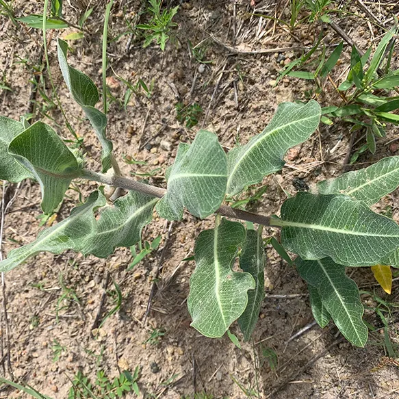 Milkweed, Sand