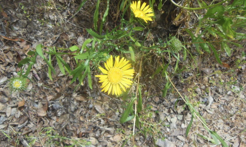 Gum Plant