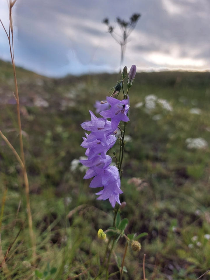 Harebell