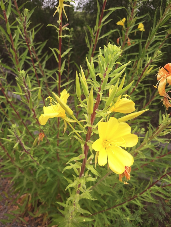 Hooker evening primrose