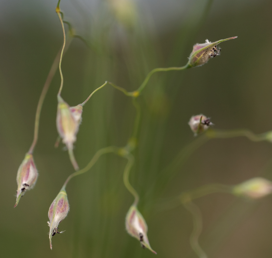 Indian ricegrass