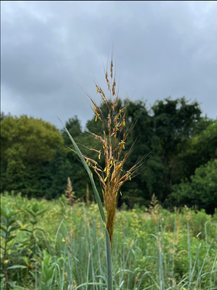 Indiangrass
