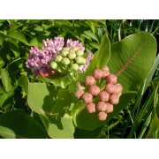 Milkweed, Sullivant's