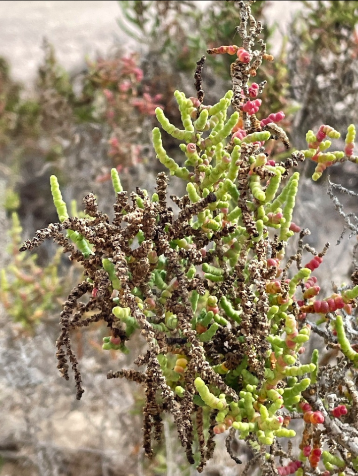 Iodine bush
