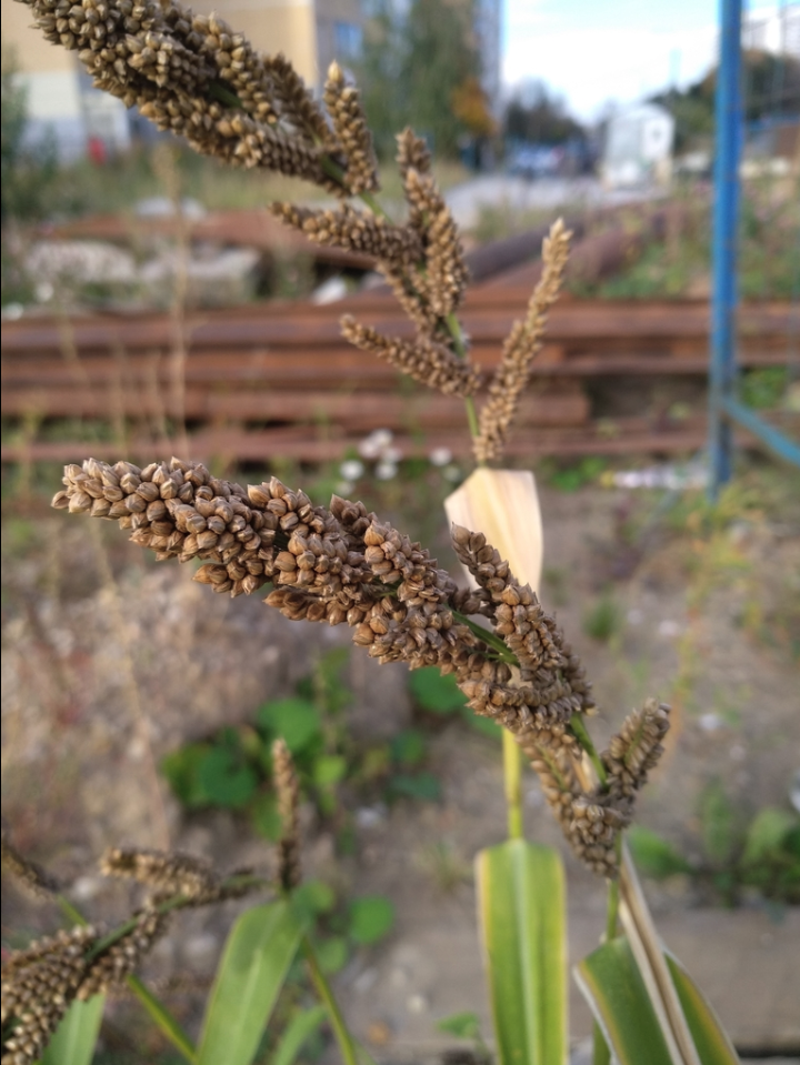 Japanese millet
