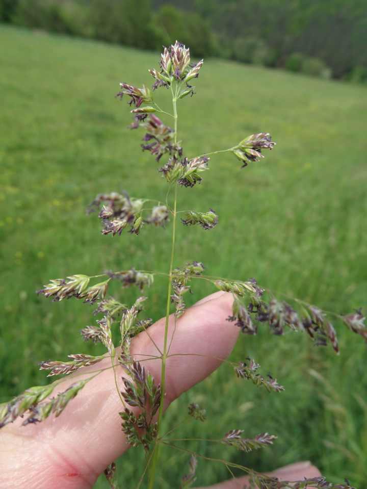 Kentucky bluegrass