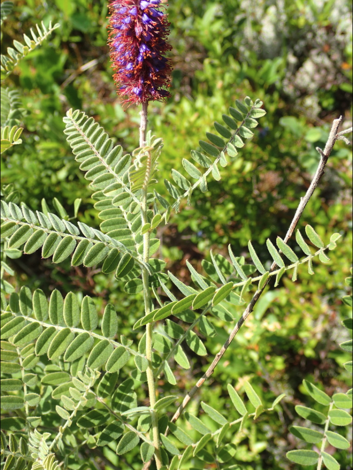 Lead plant