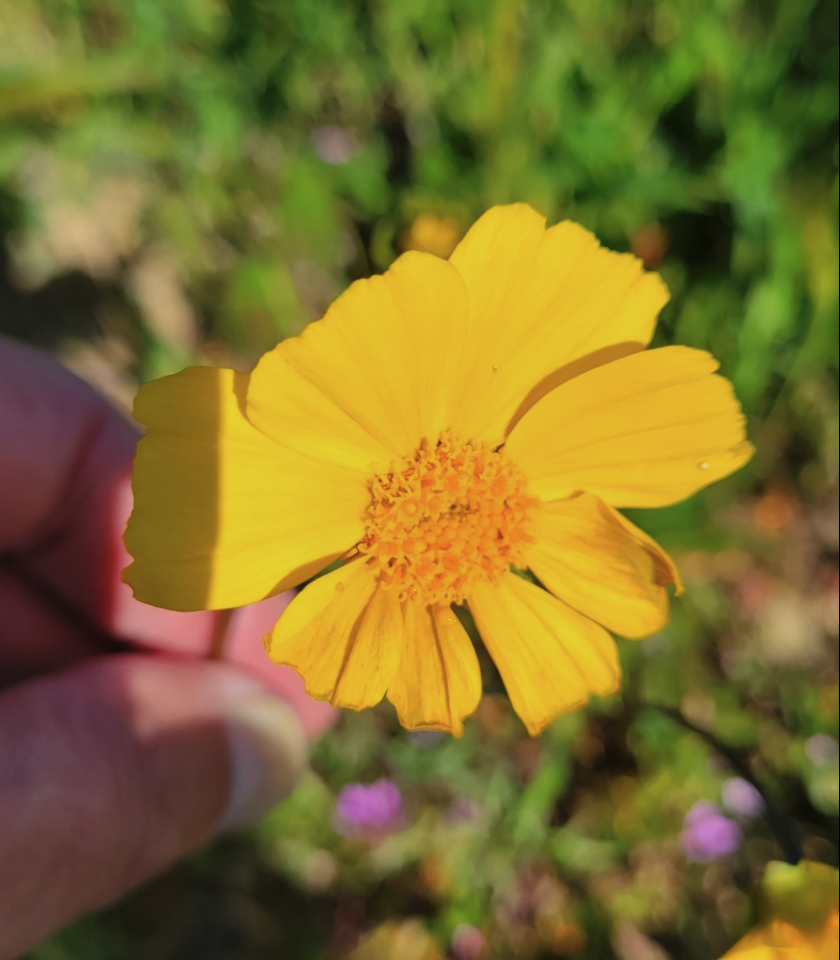 Leafstem Tickseed