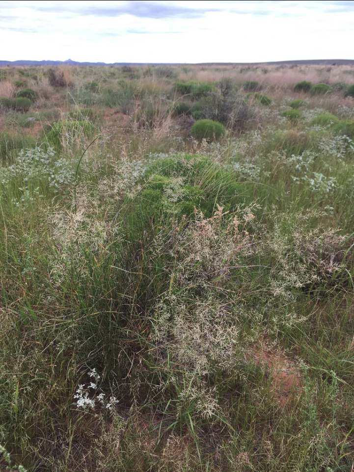 Lehmanns lovegrass