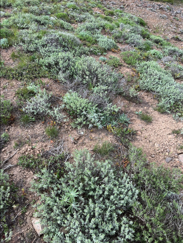 Low sage