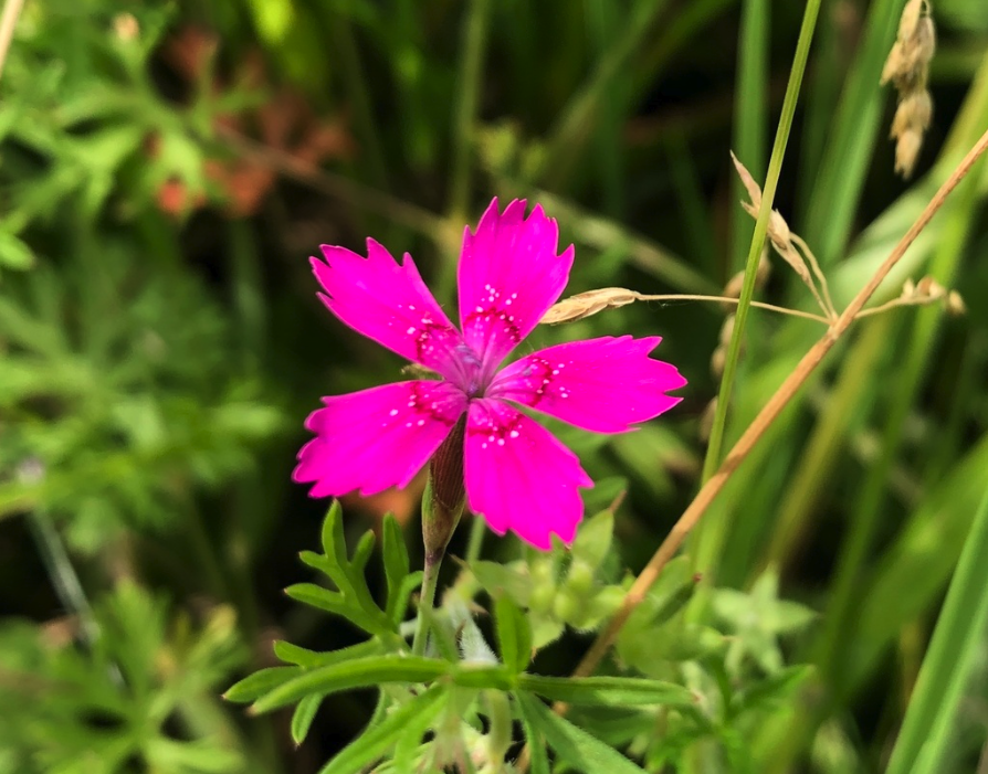 Maiden pinks