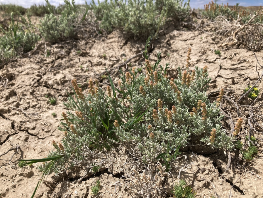 Mat saltbush